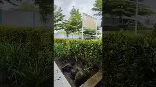 Thumbnail: Hujan di depan Sekolah #nature #rain #rainsounds #asmrrain #asmr