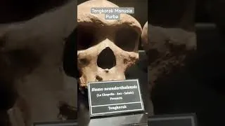 Thumbnail: Tengkorak Manusia Purba #manusiapurba #purba #museum #faktaunik #horror #prasejarah #homosapien