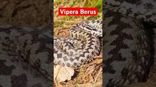 Thumbnail: The UK’s Only Native Venomous Snake
