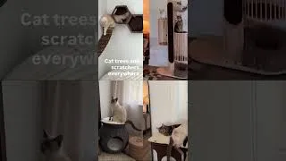 Thumbnail: How many cats do you have? 🤭