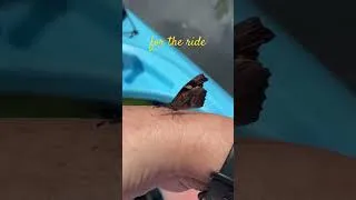 Thumbnail: Little butterfly decided to sit on my arm for 10 minutes while kayaking. Pigeon River, Mongo, IN