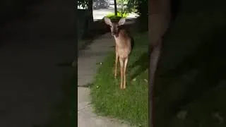 Thumbnail: "Mr. TUMNUS in the City": The NARNIA Deer APPEARS Out of NOWHERE! ( 2AM--July 17, 2026)