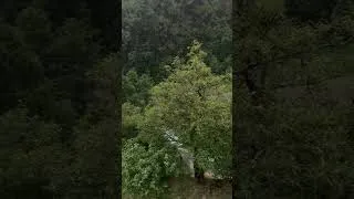 Thumbnail: 🌧️ ARTvin’DE YAZ ORTASINDA 17°C! Yağmur Şehri Serinletti ☔️🌿 #artvin #nature #belgesel #doğa