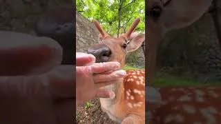 Thumbnail: Peaceful Farm Moments  Farm Animals, Nature and Peaceful Living  #animals  #farming