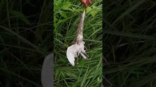 Thumbnail: girl hunting storks with