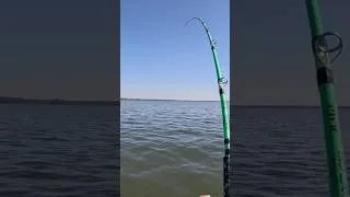 Thumbnail: Blue catfish ALWAYS bite like this!!  #fishing #catfishingatthelakes #catfishbait #catfish #shorts