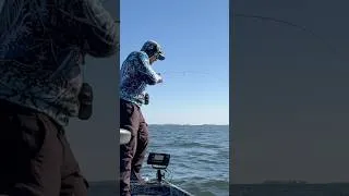 Thumbnail: Pullin’ SLABS outta 55ft of water! Good catfish bait for the next adventure ya’ll! #shorts #fishing