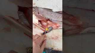 Thumbnail: Redfish had MULTIPLE BAITS in his stomach!!😳😳 #fishing #shorts #saltwater #saltlife
