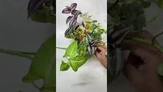 Thumbnail: My propagation station is filled with new set of plants today !! 🥳 #propagationstation #garden