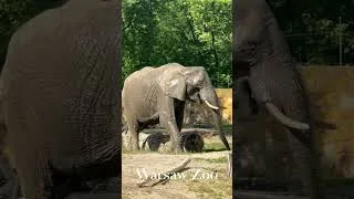 Thumbnail: #Warsaw Zoo: Is It Worth It? 🐾