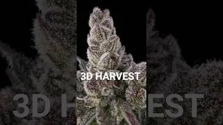 Thumbnail: 720 Photos into 3d Flower 🤯