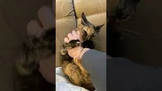 Thumbnail: Tickle Time With Rinky!