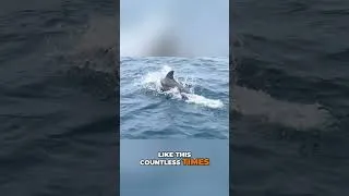 Thumbnail: Playful Dolphins Circle Our Boat in Balabac, Palawan! | Once-in-a-Lifetime Ocean Encounter