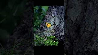 Thumbnail: Not Just For Astrophotography: Capturing Nature With The Askar FMA135