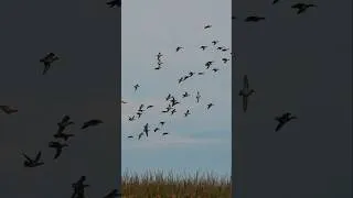 Thumbnail: Duck Season is Back! #duckhunting