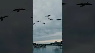 Thumbnail: Geese DECOYING Right In #goosehunting