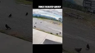 Thumbnail: Cat vs. Ravens vs. Vole… Guess Who Wins 😂 #BarnCat #Ravens #Alaska #FarmLife #FunnyAnimals #Shorts
