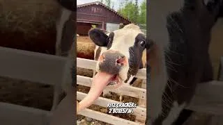 Thumbnail: Does Our Alaska Farm Make Money? 😂 Absolutely Not. #Alaska #FarmLife #farmhumor  #farm  #Cow