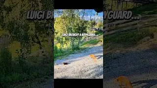 Thumbnail: Luigi Brought a Bodyguard… Good Thing He Did 😂🐷🐈🦊#fox  #FarmLife #Alaska #FarmAnimals #Cats