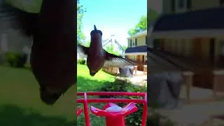 Thumbnail: Hummingbird Footage My Humbirdy Smart Feeder