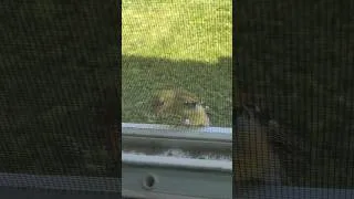 Thumbnail: This Finch Is Trying to Break In!