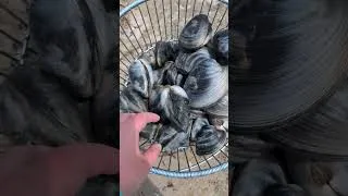 Thumbnail: Clamming in Delaware - A Day By the Water