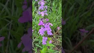 Thumbnail: Colorful Flowers Along the Trail