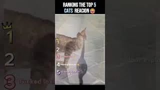Thumbnail: Ranking Top 5 Cats That Made the Internet Laugh🤣
