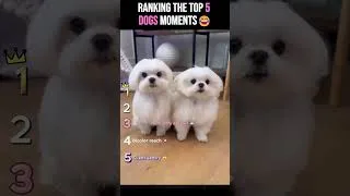 Thumbnail: Ranking The Cutest Dogs With the Funniest Reactions🐶