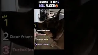 Thumbnail: Top 5 Dogs That Made Everyone Laugh 🐶