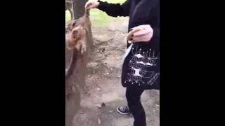 Thumbnail: Nara Deer