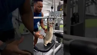 Thumbnail: 😂💪🏻 #cat #catshorts #catmemes #shorts