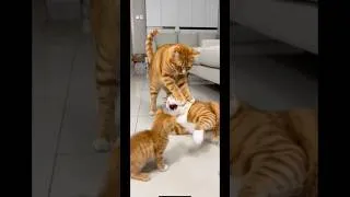 Thumbnail: Cat funny move #shorts #viral #cats