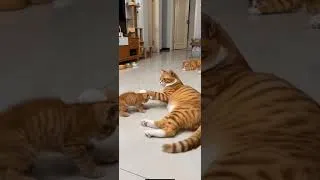 Thumbnail: Cat funny move #shorts #viral #cats