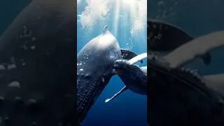 Thumbnail: The Ocean’s Gentle Giant Just Pulled the Most Epic Move 🌊🐋#WhalePower #OceanMagic #EpicManeuver