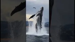 Thumbnail: The Ocean’s Gentle Giant Just Pulled the Most Epic Move 🌊🐋#WhalePower #OceanMagic #EpicManeuver