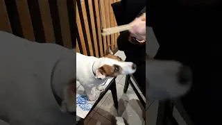 Thumbnail: Pet Therapy: Brina sitting at Chinase Restaurant