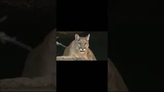 Thumbnail: History Short: King of the Beasts! (Corrected Version) #Shorts