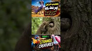 Thumbnail: The Most Incredible and Colorful Birds You Have to See! #shorts #yt