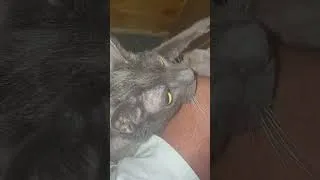 Thumbnail: 13 is good smoke mum will be happy to see you tell her I said hi #cat #cute #helpmemakethismakesense
