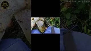 Thumbnail: Tree Climbing Skills Without Fear of Heights – Harvesting forest honey from Dangerous Heights