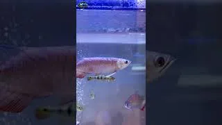 Thumbnail: Aqua Empire Aquarium Shop In Gurugram Monster Exotic Fishes Available At Best Prices For Sale