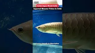 Thumbnail: Monster Fishes Arowana Arapima Flowerhorn & Other Exotic Fishes At Arish Aqua World Delhi