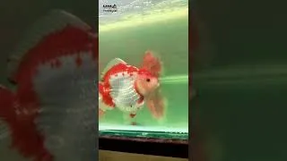 Thumbnail: Super Jumbo Size Thailand Imported Goldfishes Available In Delhi Exotic Goldfishes For Sale