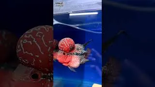 Thumbnail: Monster & Exotic Fishes Available At Arish Aqua World Delhi Arowana Arapima Flowerhorn & Other Fish