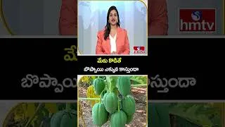 Thumbnail: To The Point : మేకు కొడితే బొప్పాయి ఎక్కువ కాస్తుందా | Papaya | hmtvlife