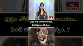 Thumbnail: TO THE POINT : పుర్రెల నోట్లో బంగారు నాలుకలు..ఏంటి ఈ వింత రహస్యం..? | hmtv