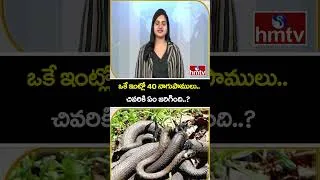 Thumbnail: TO THE POINT : ఒకే ఇంట్లో 40 నాగుపాములు..చివరికి ఏం జరిగింది..? | hmtv
