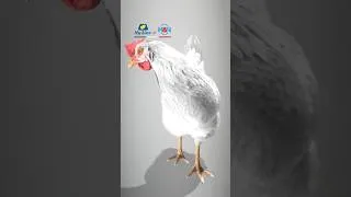 Thumbnail: Knock Nick Chick n.13: Vous êtes sage en lisant ceci et en envisageant de nouvelles options.