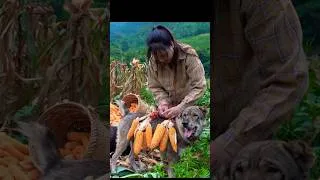 Thumbnail: The country girl and the hardworking dogs, lovely